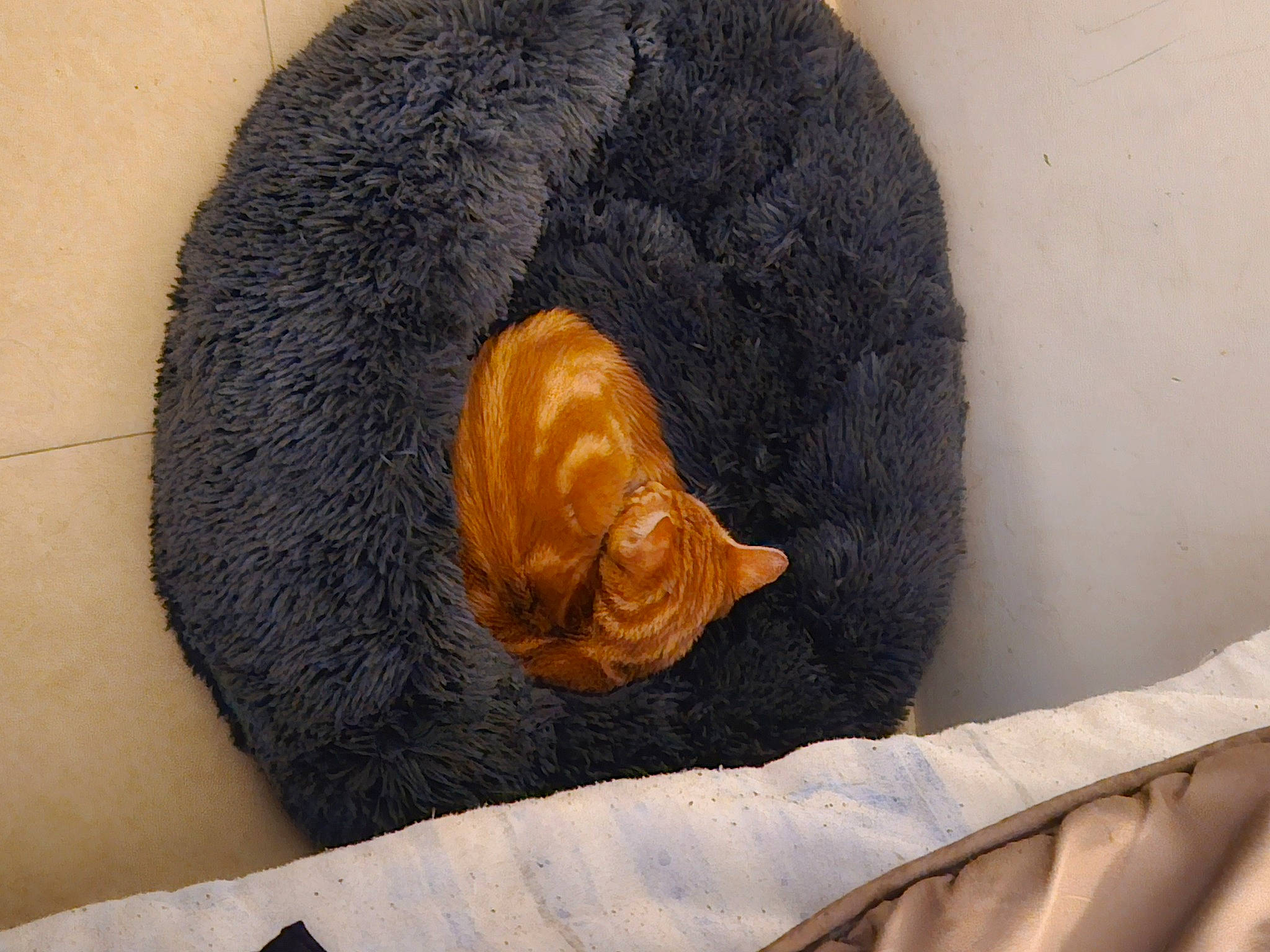 Simba participe au concours pour gagner de l'argent avec cette photo : canidae, carnivore, cat, cat_supply, claw, comfort, domestic_short_haired_cat, fawn, felidae, fur, linens, liver, nap, sleep, small_to_medium_sized_cats, snout, sporting_group, tail, terrestrial_animal, whiskers