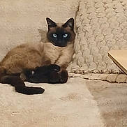 Milo a rejoint le concours — aidez-le/la à gagner de superbes lots ! cat, siamese, blue_eyes, lounging, couch, beige, cozy, indoor, pet, feline, fur, whiskers, tail, relaxed, home, texture, comfort, animal, portrait, resting