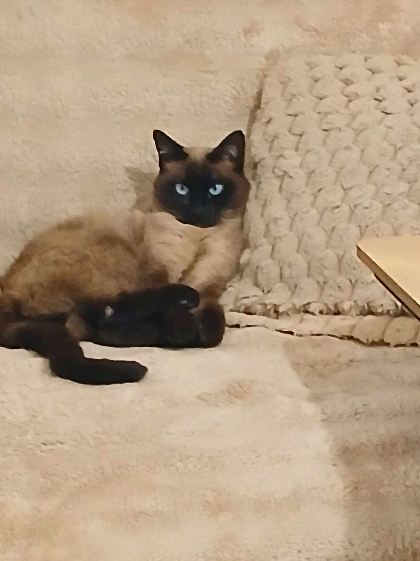 Milo a rejoint le concours — aidez-le/la à gagner de superbes lots ! cat, siamese, blue_eyes, lounging, couch, beige, cozy, indoor, pet, feline, fur, whiskers, tail, relaxed, home, texture, comfort, animal, portrait, resting