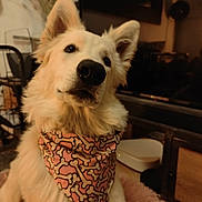 Aska a rejoint le concours — aidez-le/la à gagner de superbes lots ! dog, white_dog, bandana, pink, bone_pattern, pet, indoors, fur, cute, animal, canine, face, ears, nose, home, furniture, carpet, cozy, portrait, looking_up