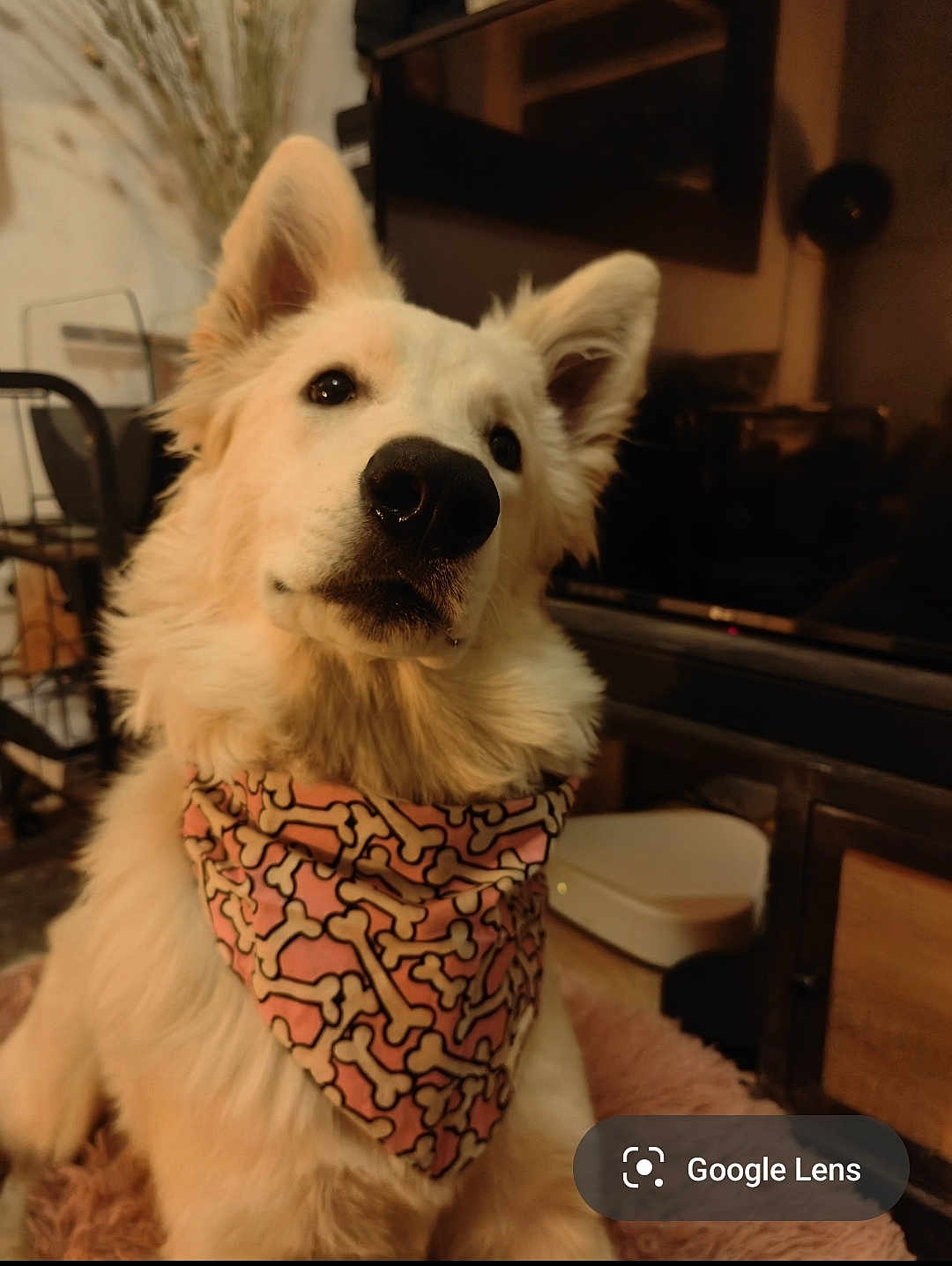 Aska a rejoint le concours — aidez-le/la à gagner de superbes lots ! dog, white_dog, bandana, pink, bone_pattern, pet, indoors, fur, cute, animal, canine, face, ears, nose, home, furniture, carpet, cozy, portrait, looking_up