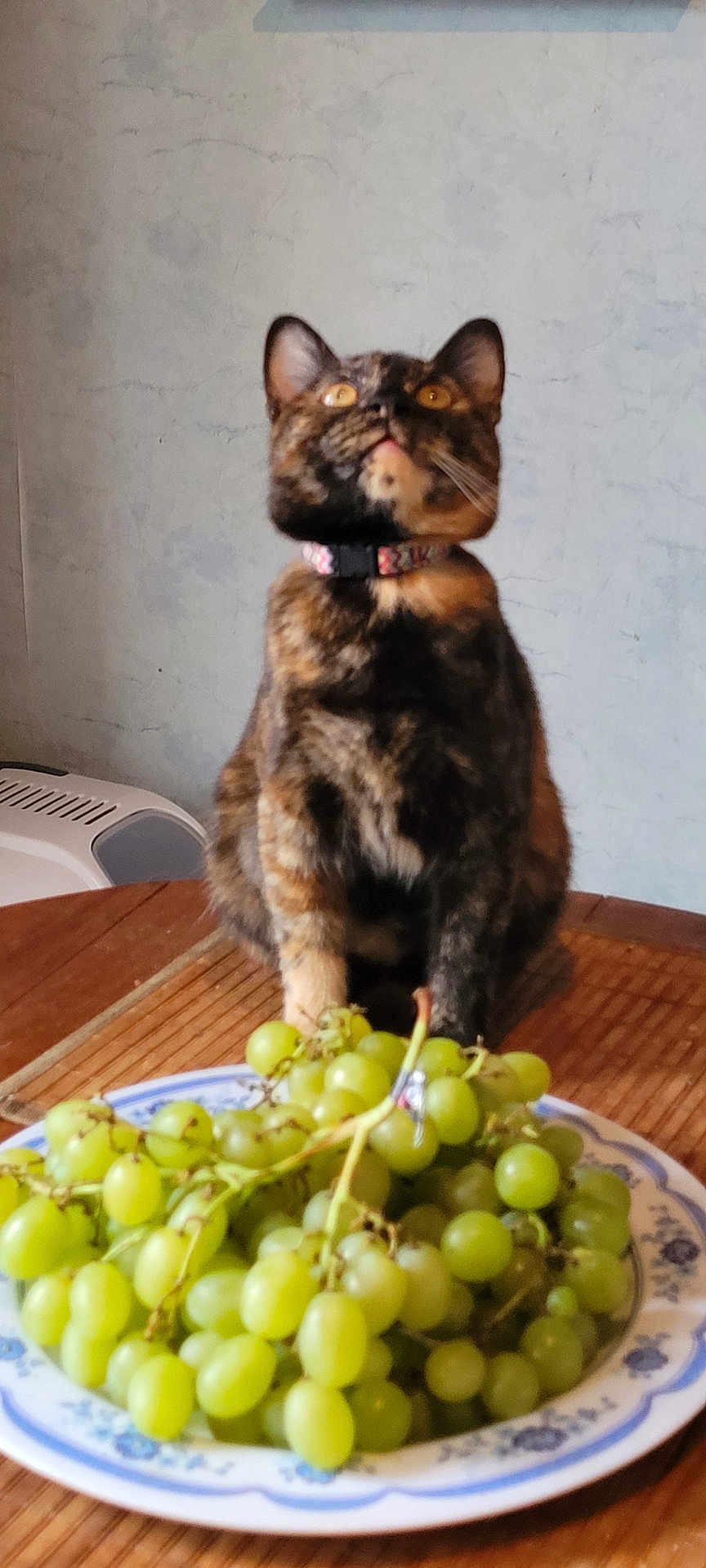 Chloé a rejoint le concours — aidez-le/la à gagner de superbes lots ! cat, tortoiseshell_cat, grapes, plate, table, collar, indoor, curious, food, fruit, wooden_table, domestic_animal, pet, still_life, background_wall, green_grapes, looking_up, feline, household, closeup