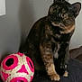 cat, tortoiseshell, pet, animal, indoor, toy, ball, cushion, curious, feline, playful, domestic, fur, whiskers, ears, sitting, looking, head_tilt, cozy, furniture