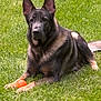 alert, animal, canine, companion, daylight, dog, ears, fur, german_shepherd, grass, greenery, laying_down, mammal, nature, orange_ball, outdoor, pet, playing, summer, watchful