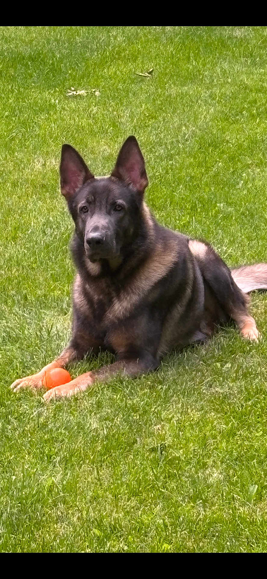 Rex