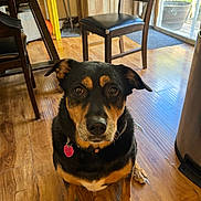 Honey is registered to the contest to win money with this photo: animal, black_and_tan, chair, collar, dog, domestic, ears, eyes, flooring, furniture, home, indoor, natural_light, pet, quiet, table, tag, waiting, window, wooden_floor