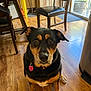 animal, black_and_tan, chair, collar, dog, domestic, ears, eyes, flooring, furniture, home, indoor, natural_light, pet, quiet, table, tag, waiting, window, wooden_floor