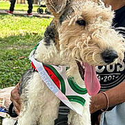 Parker joined the competition — help win amazing prizes! dog, bandana, tongue_out, park, grass, person, hand, happy, curly_fur, outdoor, sunny, leash, black_harness, canine, pet, nature, smiling, close_up, animal, playing
