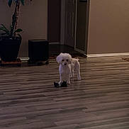 Lily Bean joined the competition — help win amazing prizes! animal, calm, dog, domestic, doorway, flooring, fur, home, indoor, living_space, pet, plant, potted_plant, quiet, room, small_dog, standing, toy, white_dog, wooden_floor