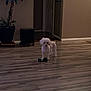 animal, calm, dog, domestic, doorway, flooring, fur, home, indoor, living_space, pet, plant, potted_plant, quiet, room, small_dog, standing, toy, white_dog, wooden_floor