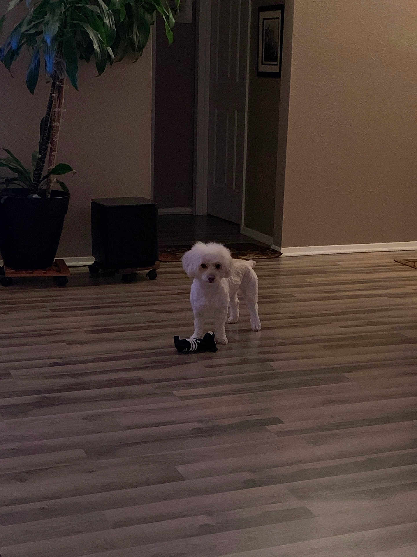 Lily Bean