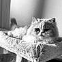 Sunny participe au concours pour gagner de l'argent avec cette photo : animal, black_and_white, cat, cat_tree, close_up, cozy, cute, domestic_animal, feline, fluffy, furniture, indoor, mammal, persian_cat, pet, portrait, relaxed, resting, soft_texture, whiskers