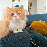 Sunny participe au concours pour gagner de l'argent avec cette photo : animal, blue_couch, cat, closeup, couch, cute, doorway, feline, fluffy, furniture, home_interior, indoor, living_room, mirror, mustard_pillow, orange_cat, pet, pillow, wall_decor, white_cat