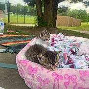 Tigger is registered to the contest to win money with this photo: animal, blanket, cat, cute, daylight, feline, floral_pattern, grass, kitten, nature, outdoor, park, pet_bed, pink, relaxing, resting, sleeping, soft_texture, tree, young_animal