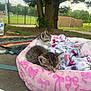 animal, blanket, cat, cute, daylight, feline, floral_pattern, grass, kitten, nature, outdoor, park, pet_bed, pink, relaxing, resting, sleeping, soft_texture, tree, young_animal