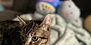 Tigger joined the competition — help win amazing prizes! animal, blanket, blurred_background, cat, closeup, comfort, cozy, curious, cute, domestic, ears, feline, fur, indoor, pet, plush_toy, resting, soft, tabby_cat, whiskers
