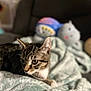 animal, blanket, blurred_background, cat, closeup, comfort, cozy, curious, cute, domestic, ears, feline, fur, indoor, pet, plush_toy, resting, soft, tabby_cat, whiskers