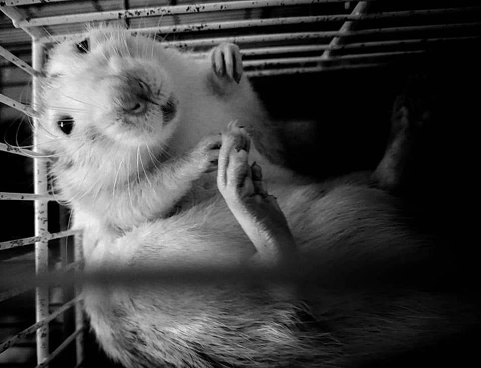 Kratos a rejoint le concours — aidez-le/la à gagner de superbes lots ! black, black_and_white, dog_breed_group, dog_like_mammal, eye, fur, mammal, monochrome, monochrome_photography, muroidea, person, photography, rat, snout, whiskers, wildlife