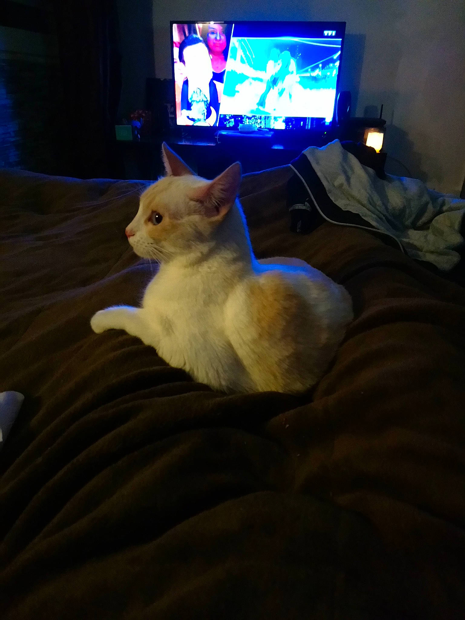 Princesse a rejoint le concours — aidez-le/la à gagner de superbes lots ! carnivoran, cat, cat_like_mammal, headwear, kitten, lighting, mammal, person, small_to_medium_sized_cats, vertebrate, whiskers