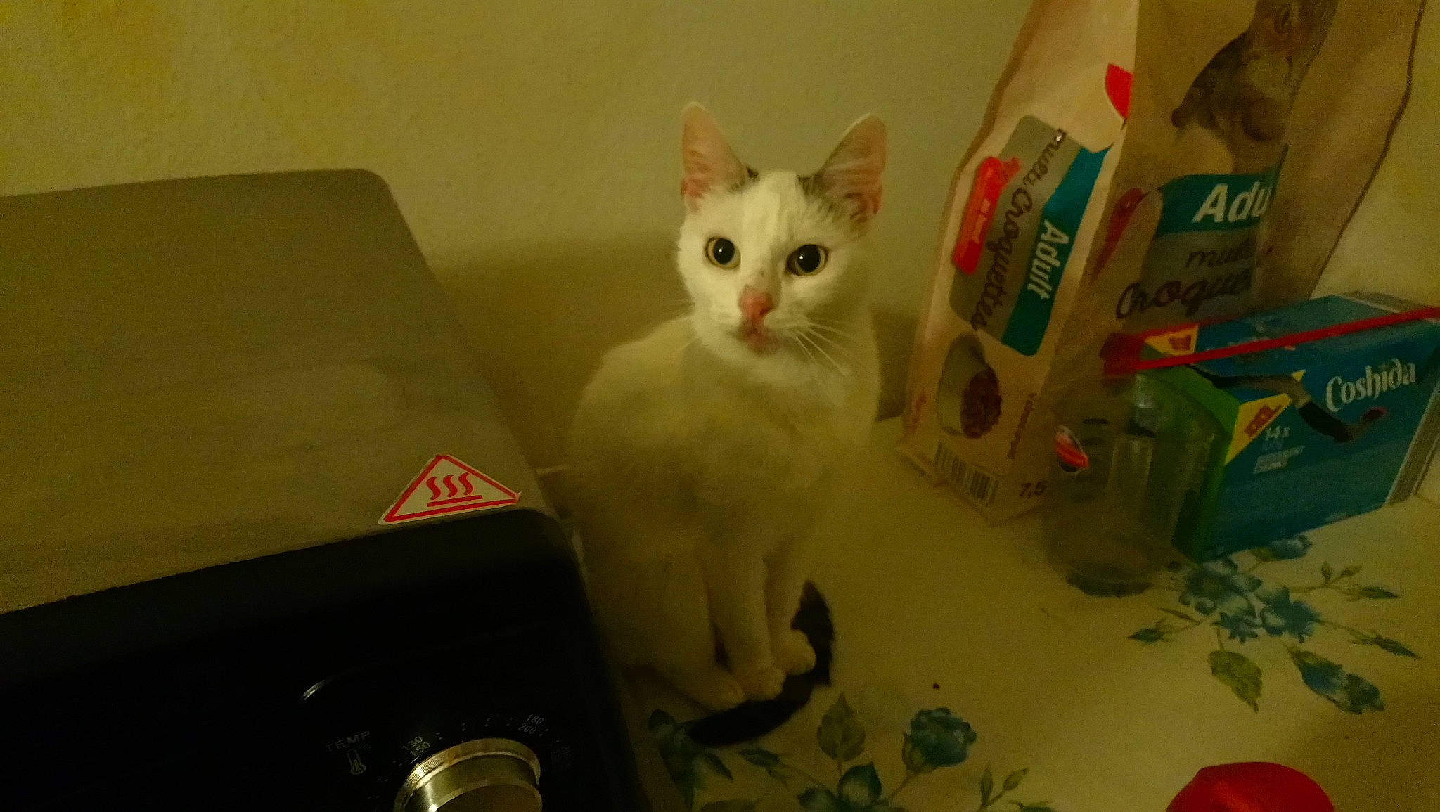 Blanca participe au concours pour gagner de l'argent avec cette photo : carnivoran, cat, cat_like_mammal, domestic_short_haired_cat, kitten, person, small_to_medium_sized_cats, turkish_angora, turkish_van, vertebrate, whiskers