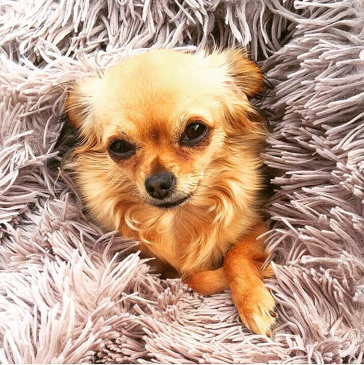 Inka a rejoint le concours — aidez-le/la à gagner de superbes lots ! canidae, carnivore, companion_dog, dog, dog_breed, fawn, fur, mammal, pomeranian, puppy, puppy_love, rare_breed_dog, small_greek_domestic_dog, snout, sporting_group, tibetan_spaniel, toy_dog, vertebrate, whiskers, yorkipoo