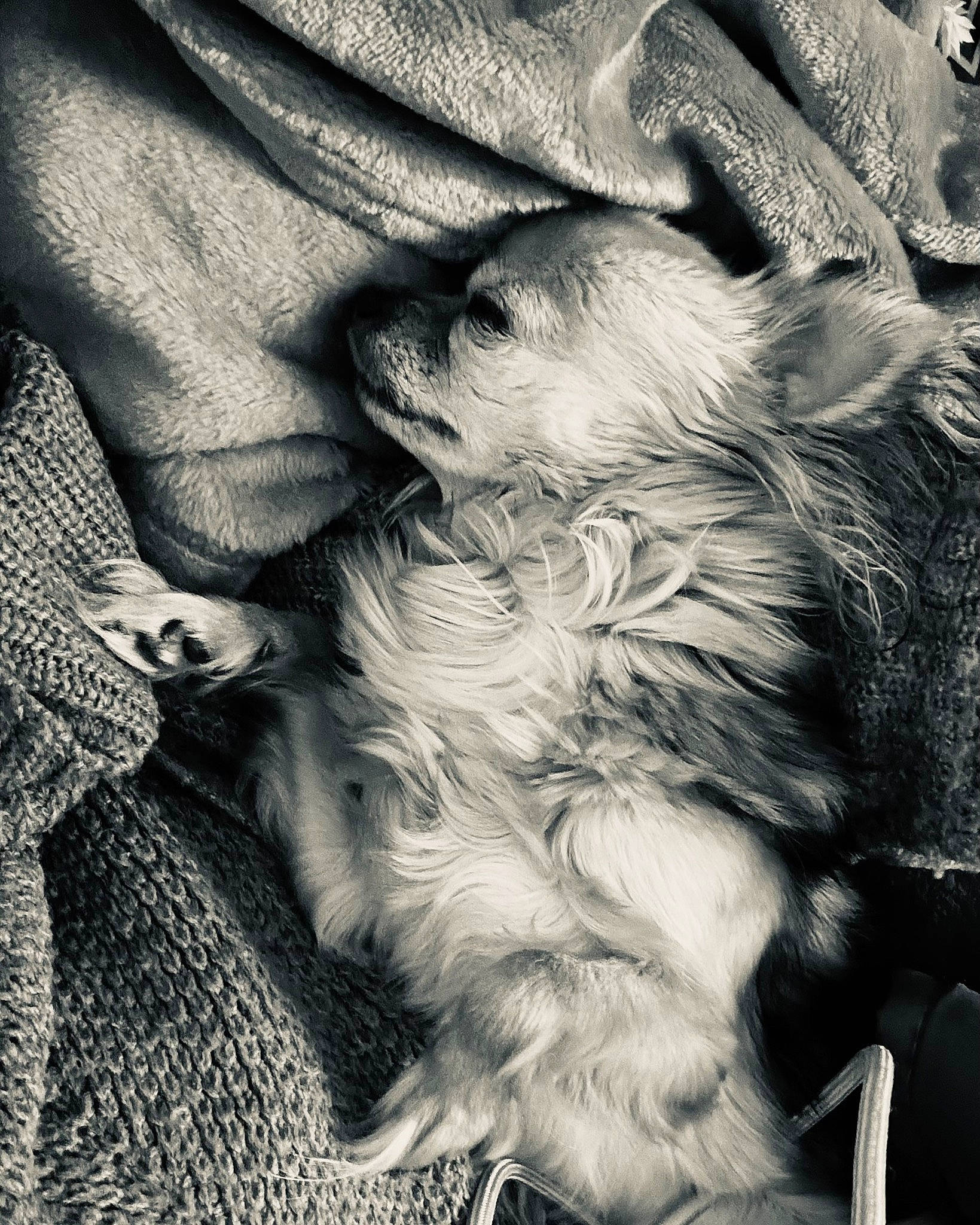 Inka a rejoint le concours — aidez-le/la à gagner de superbes lots ! carnivore, close_up, companion_dog, dog_breed, felidae, fur, gesture, grass, grey, human_leg, monochrome, monochrome_photography, pattern, paw, small_to_medium_sized_cats, style, tail, tints_and_shades, whiskers, wood