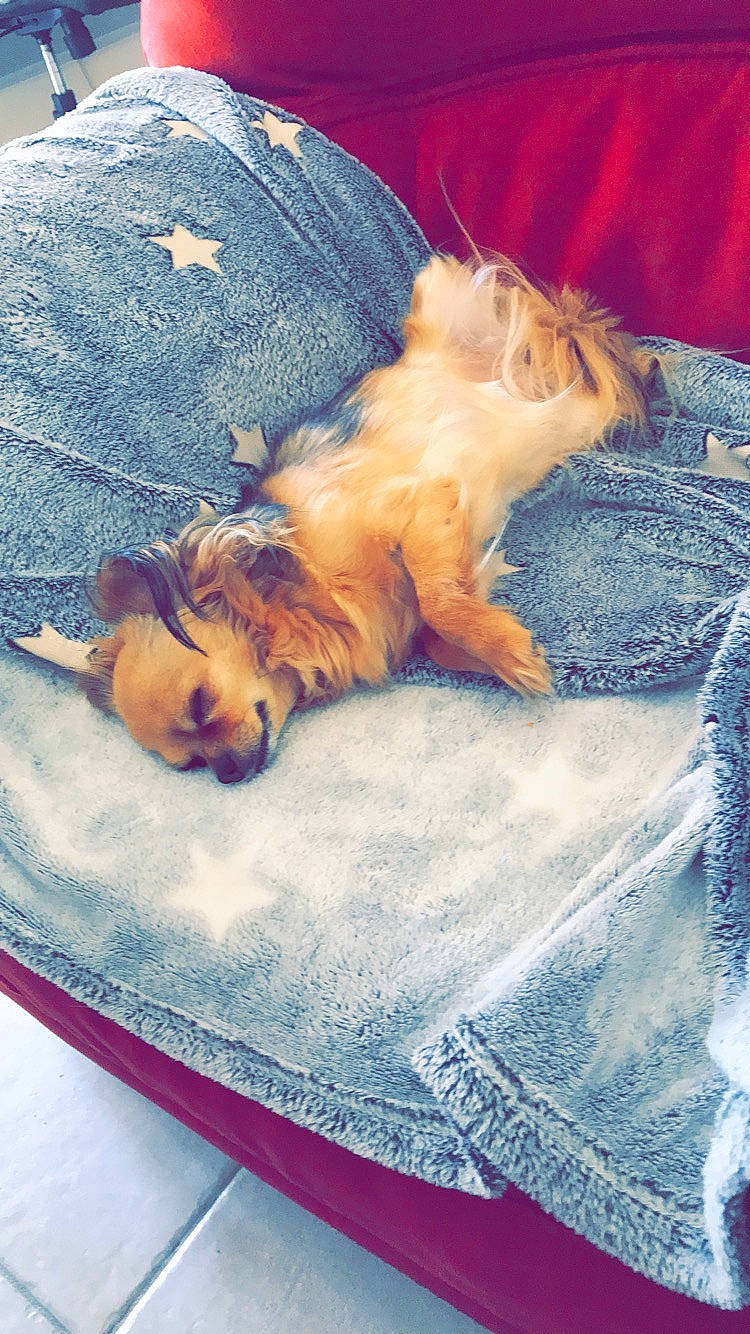 Inka a rejoint le concours — aidez-le/la à gagner de superbes lots ! canidae, carnivore, companion_dog, denim, dog, dog_breed, jeans, nap, pomeranian, puppy, sleep, toy_dog, yorkshire_terrier