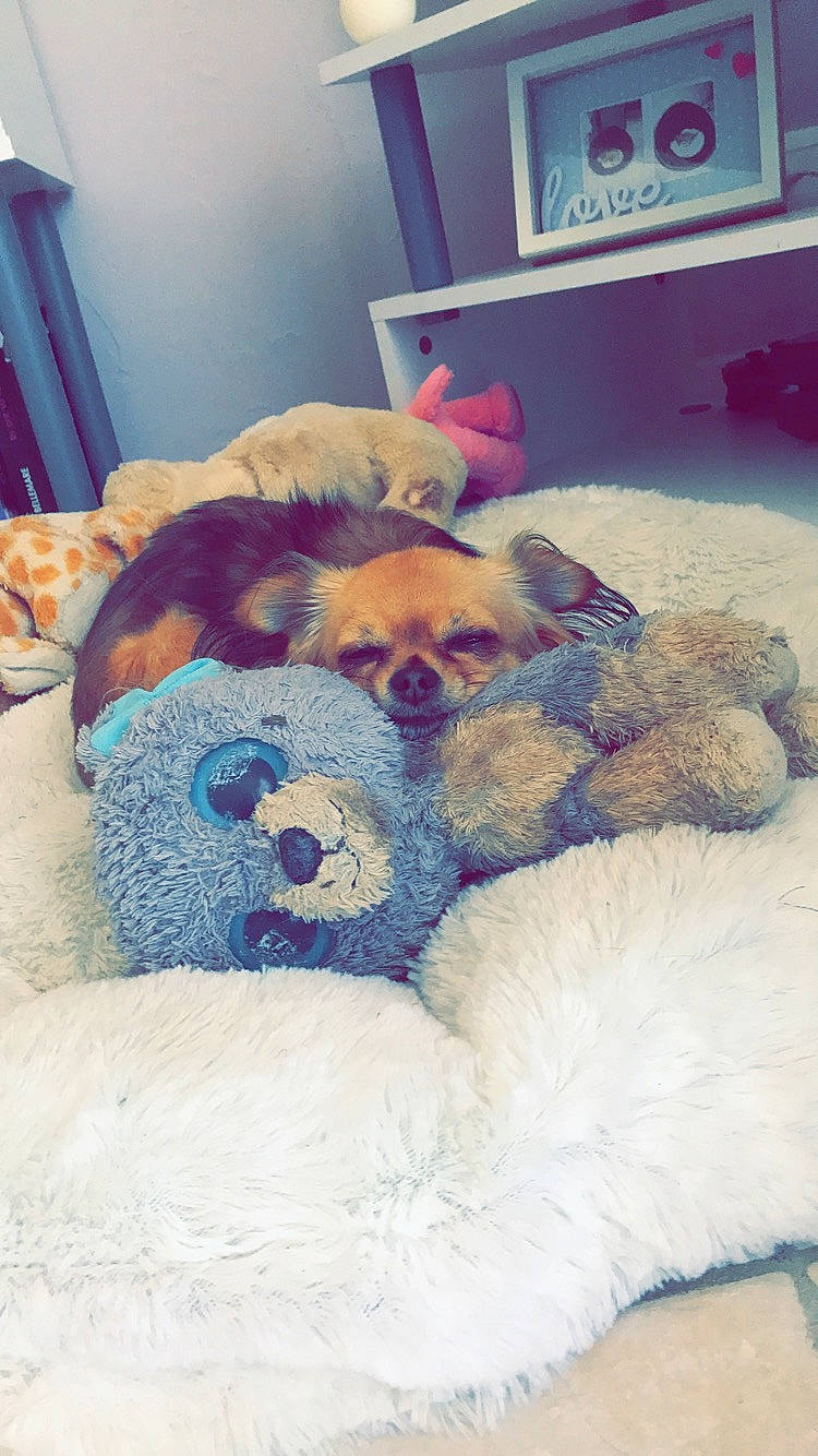 Inka participe au concours pour gagner de l'argent avec cette photo : bedtime, canidae, carnivore, chow_chow, comfort, companion_dog, dog, dog_breed, fox_terrier, fur, nap, paw, puppy, puppy_love, sleep, snout, stuffed_toy, teddy_bear