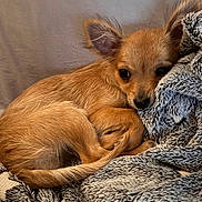 Alma a rejoint le concours — aidez-le/la à gagner de superbes lots ! puppy, dog, tan, small_dog, curled_up, blanket, cozy, cute, ears, fur, pet, animal, indoor, resting, soft_texture, closeup, sleepy, young_dog, lying_down, companion