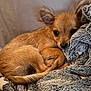 puppy, dog, tan, small_dog, curled_up, blanket, cozy, cute, ears, fur, pet, animal, indoor, resting, soft_texture, closeup, sleepy, young_dog, lying_down, companion