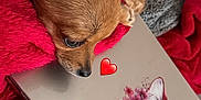 Alma a rejoint le concours — aidez-le/la à gagner de superbes lots ! dog, chihuahua, laptop, fox_illustration, floral_design, red_blanket, gray_blanket, pet, cute, cozy, resting, close_up, indoor, animal, fur, ears, snout, heart_emoji, technology, comfort