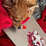 dog, chihuahua, laptop, fox_illustration, floral_design, red_blanket, gray_blanket, pet, cute, cozy, resting, close_up, indoor, animal, fur, ears, snout, heart_emoji, technology, comfort
