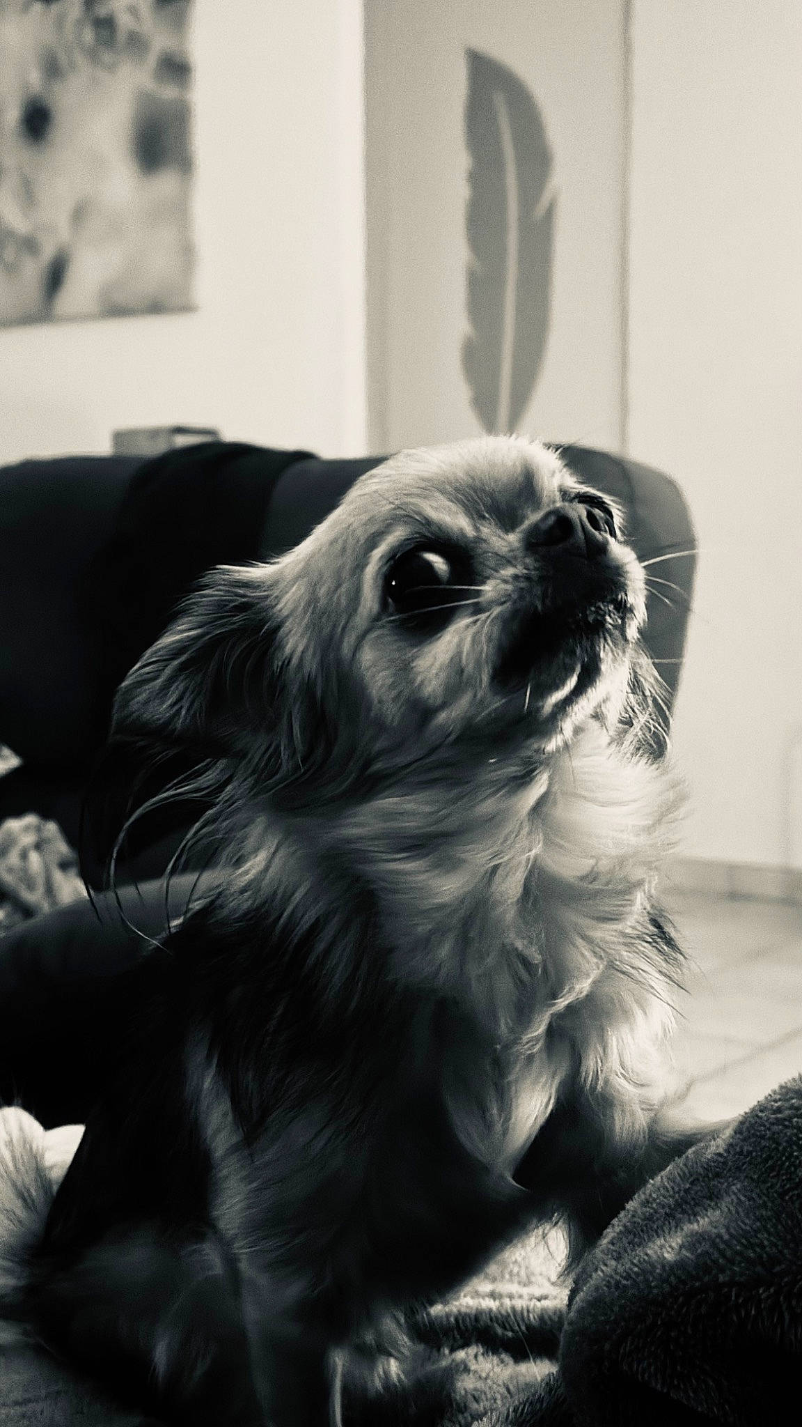 Patate a rejoint le concours — aidez-le/la à gagner de superbes lots ! canidae, carnivore, comfort, companion_dog, dog, dog_breed, fur, grey, liver, monochrome, monochrome_photography, small_terrier, snout, sporting_group, style, terrestrial_animal, terrier, toy_dog, whiskers, working_animal