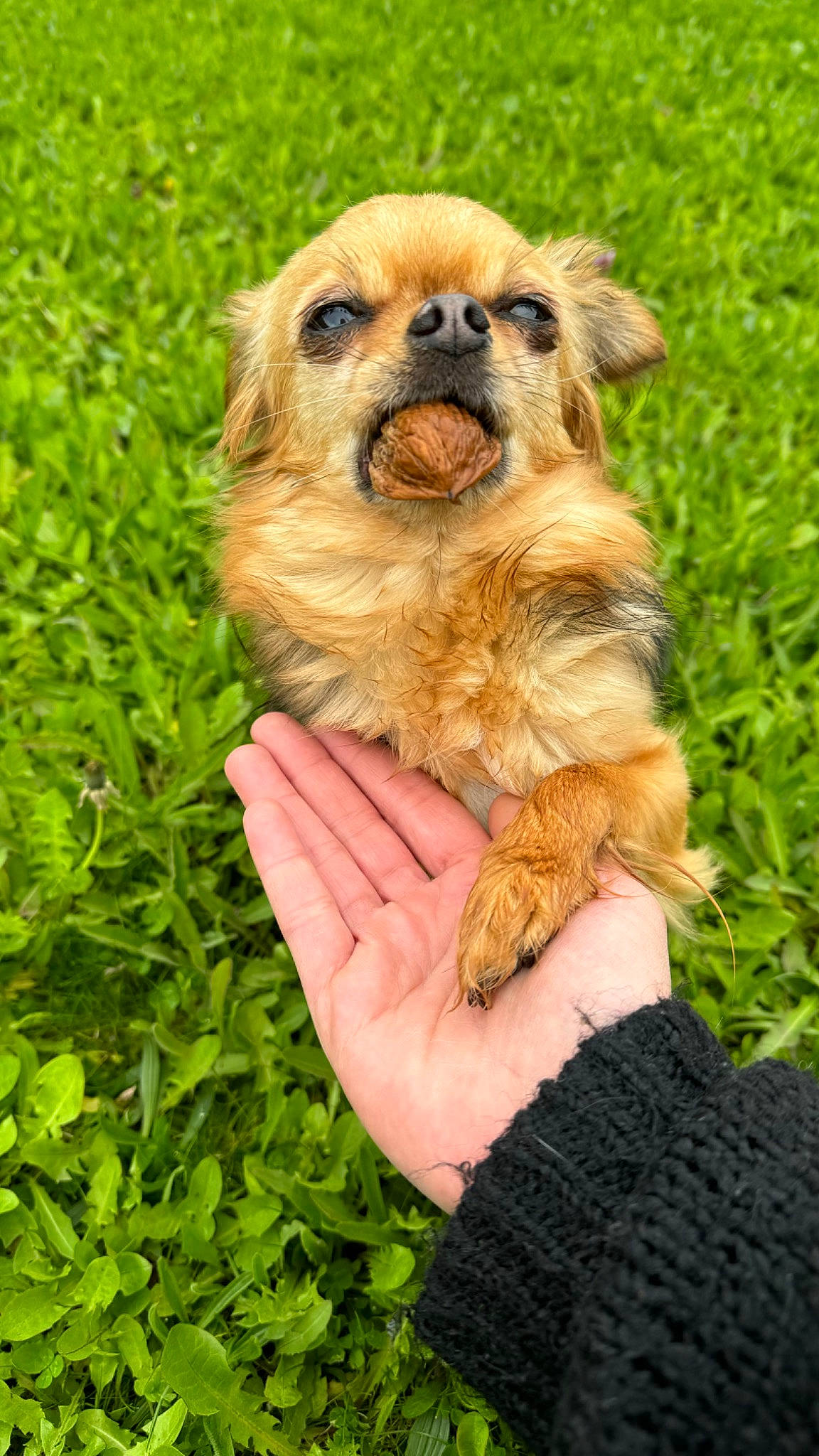 Patate participe au concours pour gagner de l'argent avec cette photo : canidae, carnivore, companion_dog, dog, dog_breed, fawn, fur, grass, groundcover, liver, paw, plant, puppy, snout, sporting_group, terrestrial_animal, toy_dog, whiskers, wildlife, working_animal