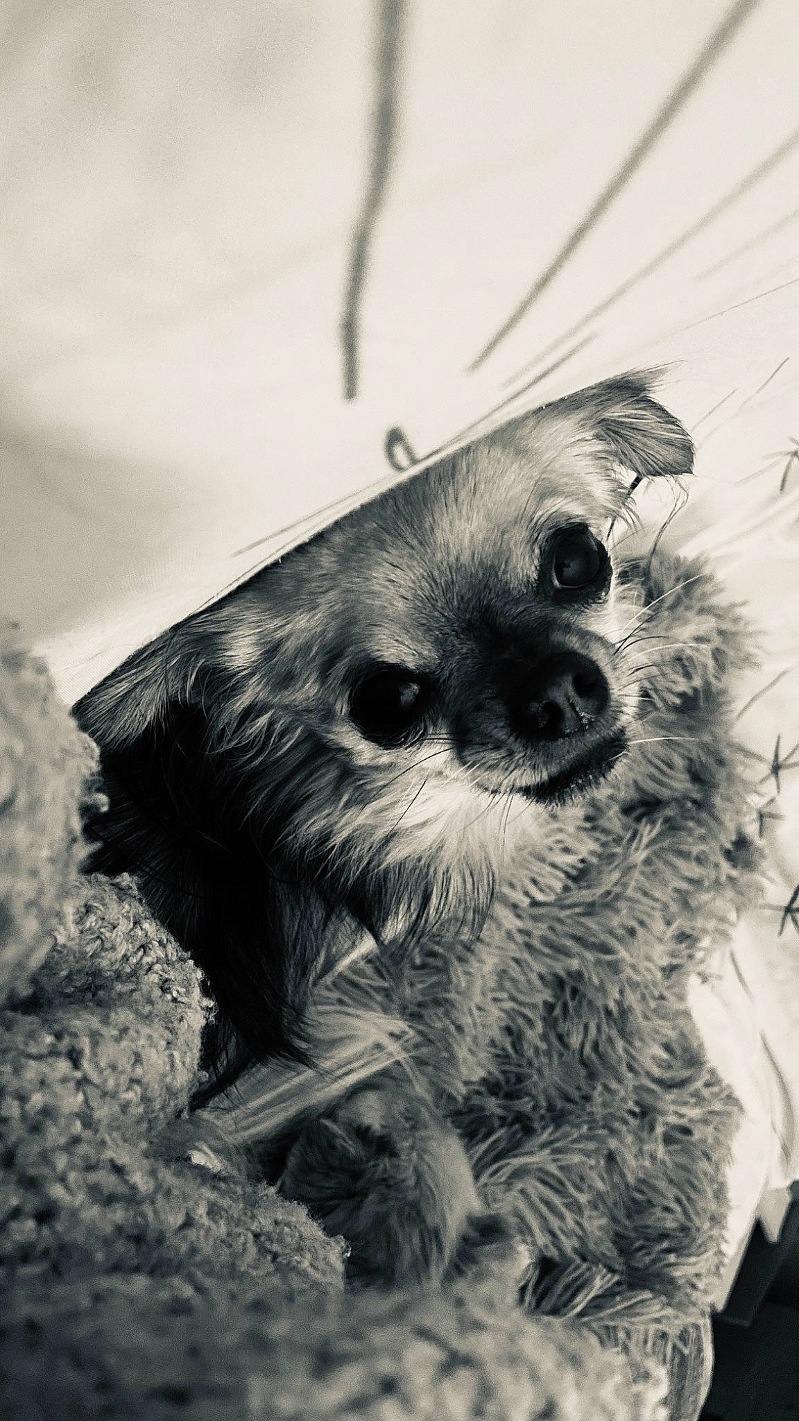 Patate a rejoint le concours — aidez-le/la à gagner de superbes lots ! art, beak, bird, bird_of_prey, canidae, carnivore, companion_dog, dog_breed, falconiformes, feather, fur, monochrome, monochrome_photography, owl, snout, sporting_group, terrestrial_animal, tree, whiskers, wildlife