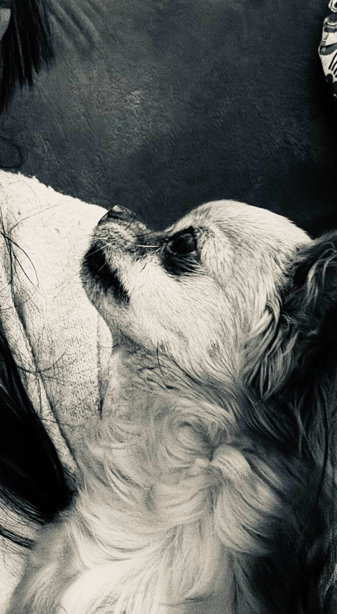 Patate participe au concours pour gagner de l'argent avec cette photo : carnivore, cloud, companion_dog, dog, dog_breed, drawing, fur, monochrome, monochrome_photography, paw, snout, sporting_group, style, tints_and_shades, toy_dog, whiskers