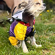 Coquillette a rejoint le concours — aidez-le/la à gagner de superbes lots ! animal, blurred_background, canine, colorful_clothing, cool_pet, cute, dog, fluffy_head, fur, grass, greenery, hairless_neck, jacket, nature, outdoor, pet, portrait, sitting, small_dog, sunlight