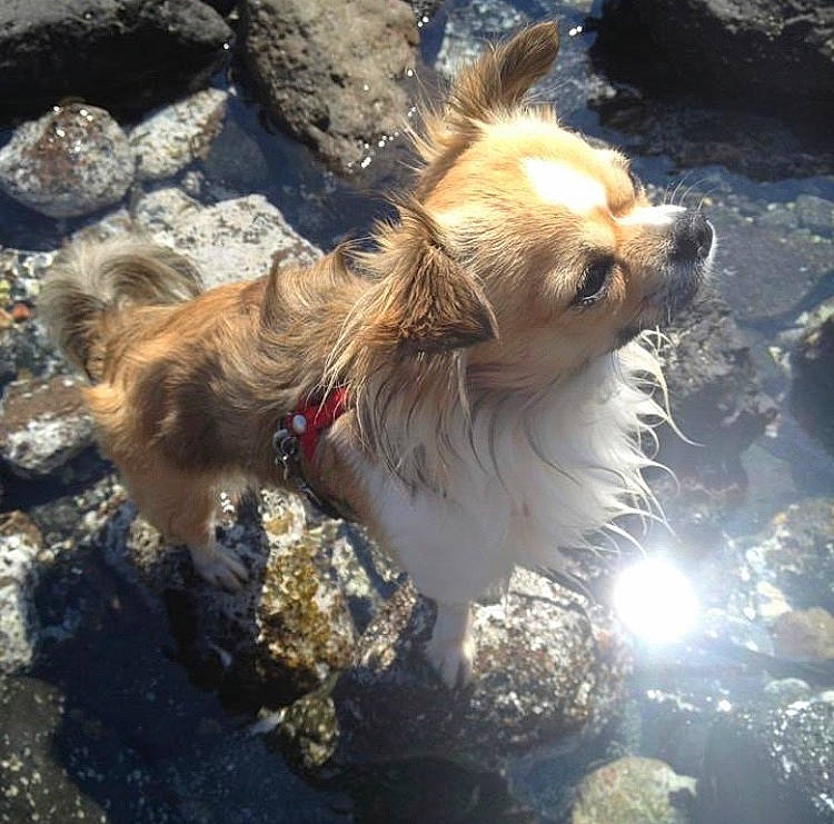 Coquillette participe au concours pour gagner de l'argent avec cette photo : cairn_terrier, canidae, carnivore, chihuahua, chinese_imperial_dog, companion_dog, dog, dog_breed, fawn, lhasa_apso, norwich_terrier, pomeranian, puppy, sporting_group, tibetan_spaniel, toy_dog