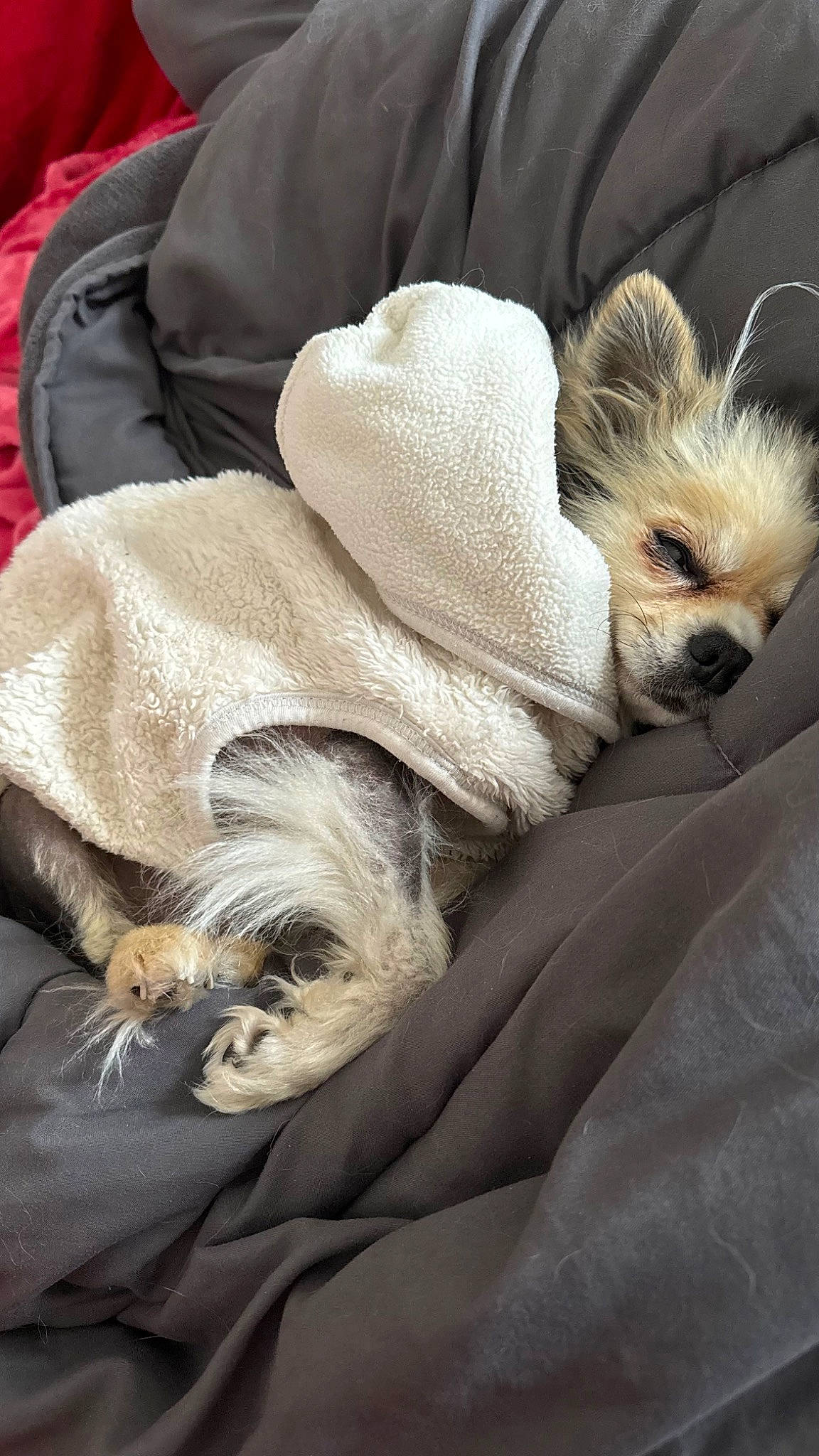 Coquillette participe au concours pour gagner de l'argent avec cette photo : bedding, carnivore, comfort, companion_dog, couch, dog, dog_breed, dog_supply, fawn, felidae, fur, linens, nap, paw, sporting_group, tail, terrestrial_animal, textile, toy_dog, whiskers