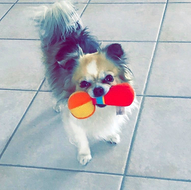 Coquillette participe au concours pour gagner de l'argent avec cette photo : ancient_dog_breeds, canidae, carnivore, chinese_imperial_dog, companion_dog, dog, dog_breed, dog_clothes, fawn, japanese_chin, papillon, pomeranian, puppy, shih_tzu, snout, sporting_group, tail, tibetan_spaniel, toy_dog