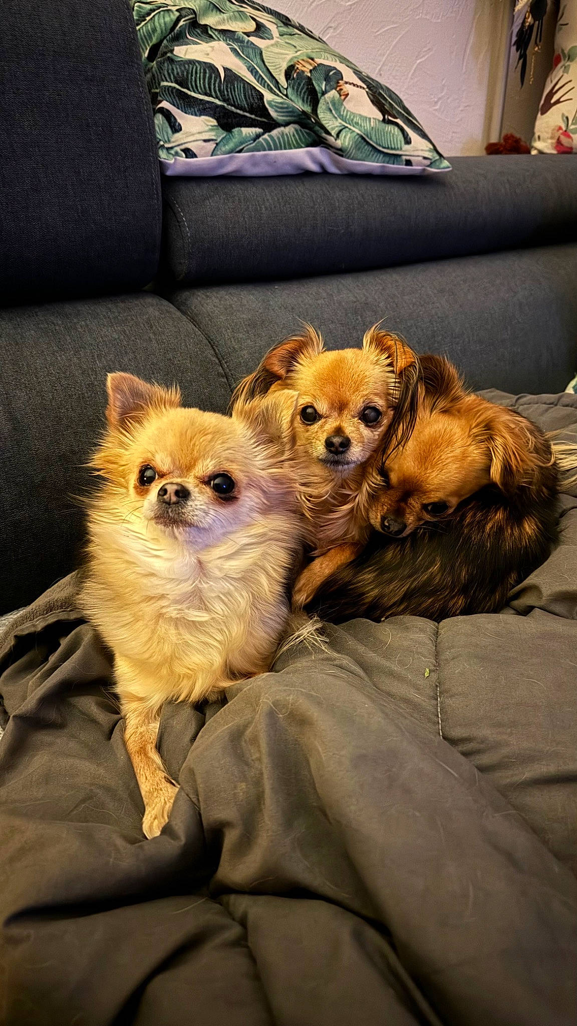 Chipie a rejoint le concours — aidez-le/la à gagner de superbes lots ! canidae, carnivore, comfort, companion_dog, couch, dog, dog_breed, dog_supply, fawn, fur, german_spitz, living_room, pillow, pomeranian, snout, spitz, sporting_group, toy_dog, whiskers, working_animal