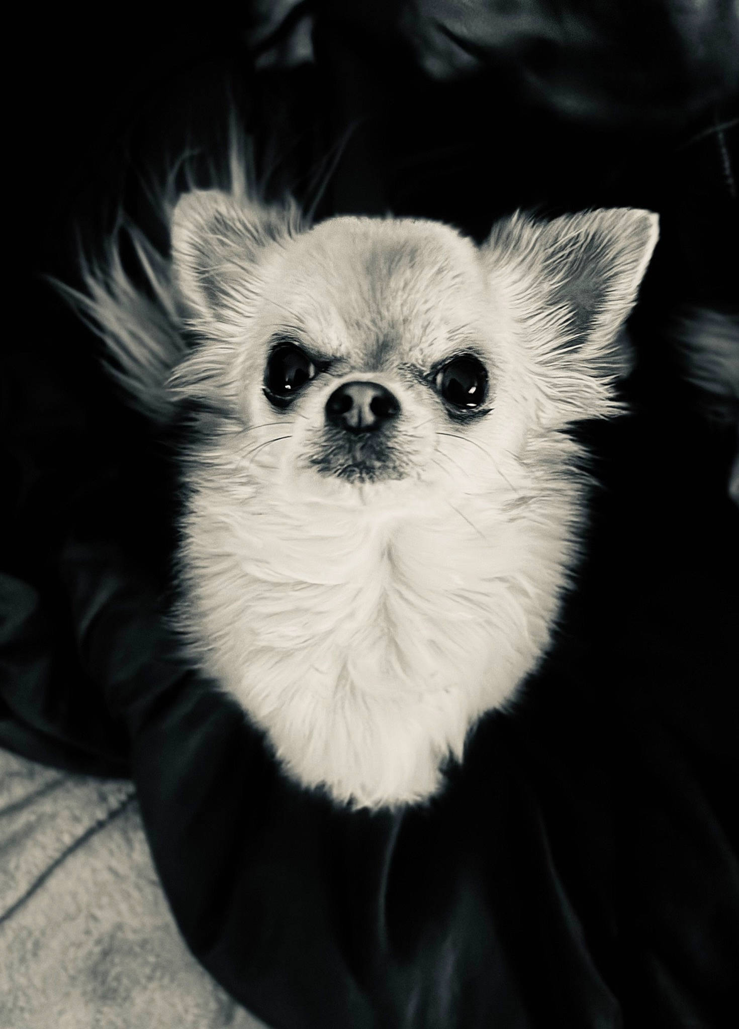 Chipie participe au concours pour gagner de l'argent avec cette photo : canidae, carnivore, companion_dog, dog, dog_breed, eye, fur, iris, monochrome, monochrome_photography, non_sporting_group, snout, terrestrial_animal, toy_dog, whiskers, wildlife