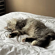 Kody a rejoint le concours — aidez-le/la à gagner de superbes lots ! cat, sleeping, bed, white_bedspread, fluffy, tabby, paw, indoor, cozy, resting, feline, fur, cute, relaxed, soft_light, home, animal, pet, peaceful, napping