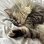 Kody participe au concours pour gagner de l'argent avec cette photo : cat, sleeping, fluffy, fur, paw, bed, white_bed, cozy, resting, domestic_cat, close_up, cute, relaxation, animal, pet, whiskers, soft, peaceful, tabby, indoor