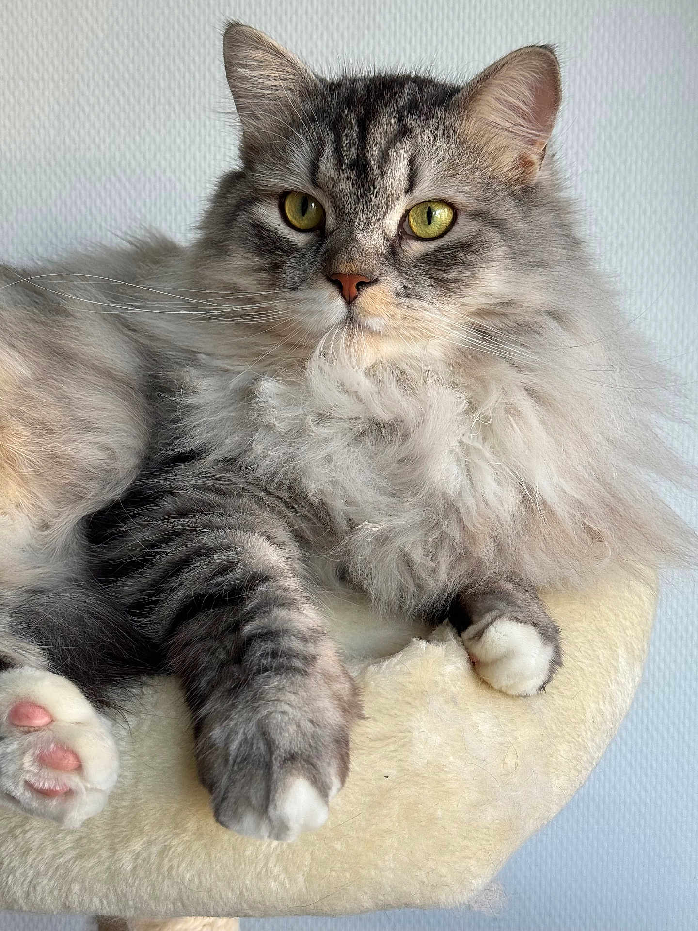Kody participe au concours pour gagner de l'argent avec cette photo : cat, fluffy, gray, white, yellow_eyes, soft, pet, feline, paw, whiskers, indoor, relaxed, closeup, portrait, fur, cute, animal, resting, cozy, cat_tree