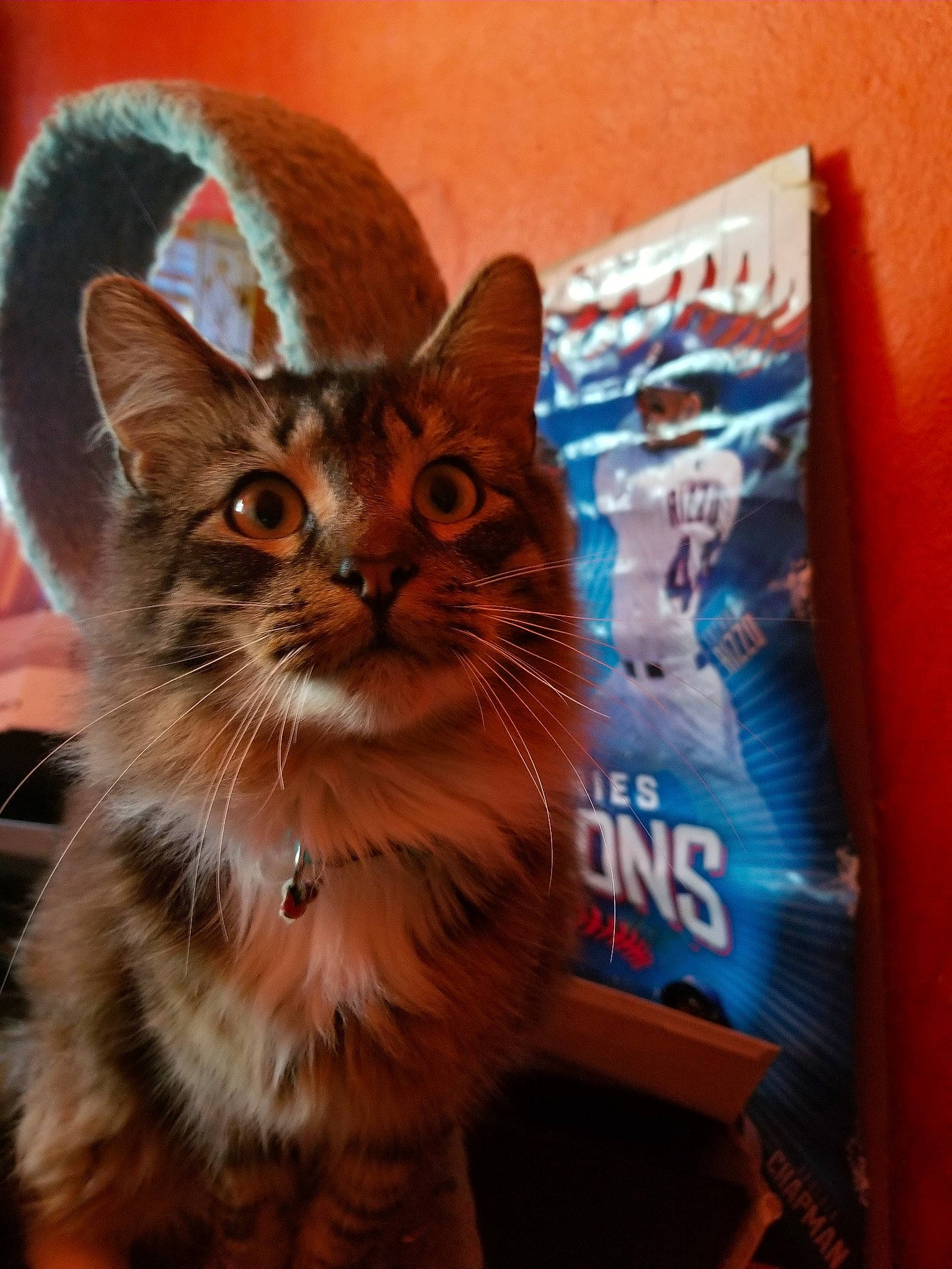 Elias is registered to the contest to win money with this photo: asian, carnivore, cat, european_shorthair, felidae, kitten, maine_coon, mammal, norwegian_forest_cat, small_to_medium_sized_cats, tabby_cat, whiskers