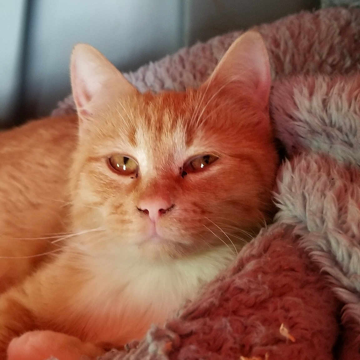 Jack is registered to the contest to win money with this photo: asian, british_semi_longhair, carnivore, cat, close_up, domestic_short_haired_cat, european_shorthair, eye, fawn, felidae, fur, german_rex, kitten, mammal, nose, skin, small_to_medium_sized_cats, snout, tabby_cat, whiskers