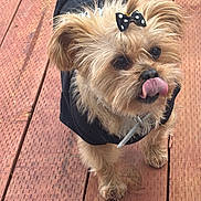 Pechanga is registered to the contest to win money with this photo: dog, small_dog, bow, black_bow, polka_dot, hoodie, black_hoodie, tongue_out, licking_nose, wooden_deck, fur, cute, pet, animal, outdoor, playful, adorable, standing, brown_fur, close_up