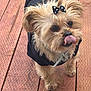 dog, small_dog, bow, black_bow, polka_dot, hoodie, black_hoodie, tongue_out, licking_nose, wooden_deck, fur, cute, pet, animal, outdoor, playful, adorable, standing, brown_fur, close_up