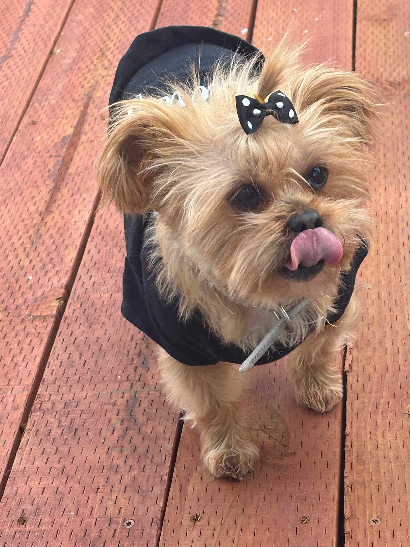 Pechanga is registered to the contest to win money with this photo: dog, small_dog, bow, black_bow, polka_dot, hoodie, black_hoodie, tongue_out, licking_nose, wooden_deck, fur, cute, pet, animal, outdoor, playful, adorable, standing, brown_fur, close_up